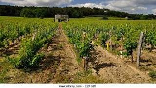 Dégustation et visite de vins Sensation aux Vignobles Didier Pelvillain