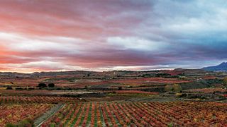 Cata y visita de vinos populares en Bodegas Tritium
