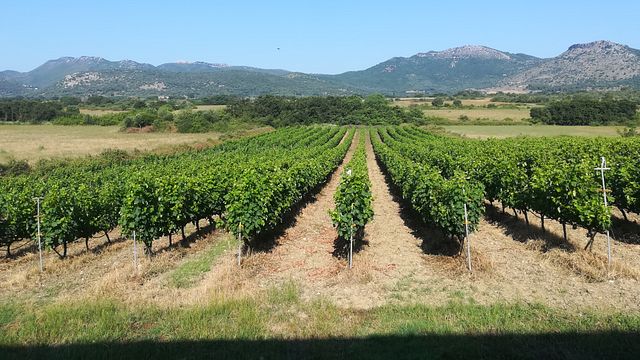 Winery and Viticulture Gerokostopoulos