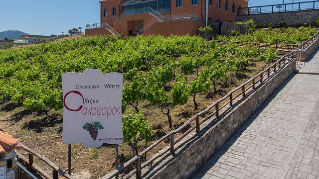 Uma degustação guiada de vinhos com delícias de queijos locais