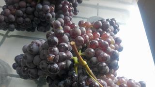 Visita e degustazione di vini a Quinta Dos Poços