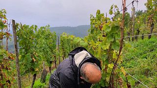 Domaine Schmitt-Carrer