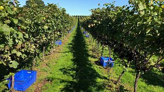 Stopham Winery