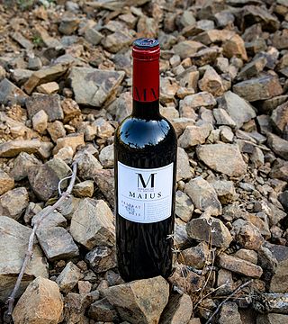 Vinprovning och rundtur på Maius Viticultors