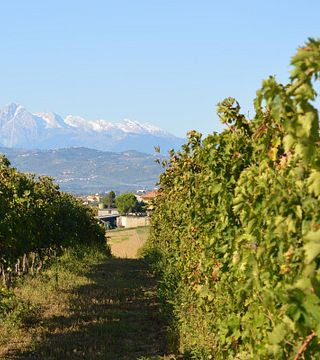 Tour Histórico de Vinícolas e Degustação de Vinhos
