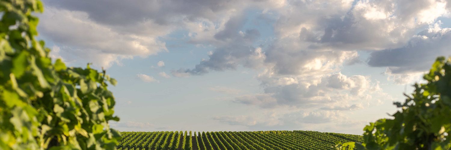 rheinhessen_vineyard