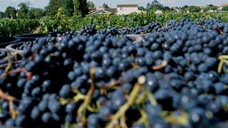 Château Perron: A Family Legacy in Bordeaux