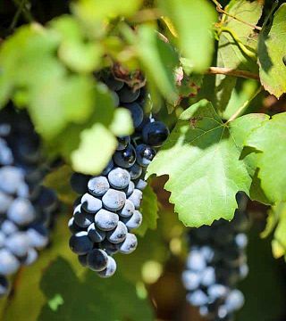 Wine tasting and tour at Château Les Amoureuses