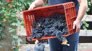 Dégustation de vins et visite à la Cantina Perazzeta