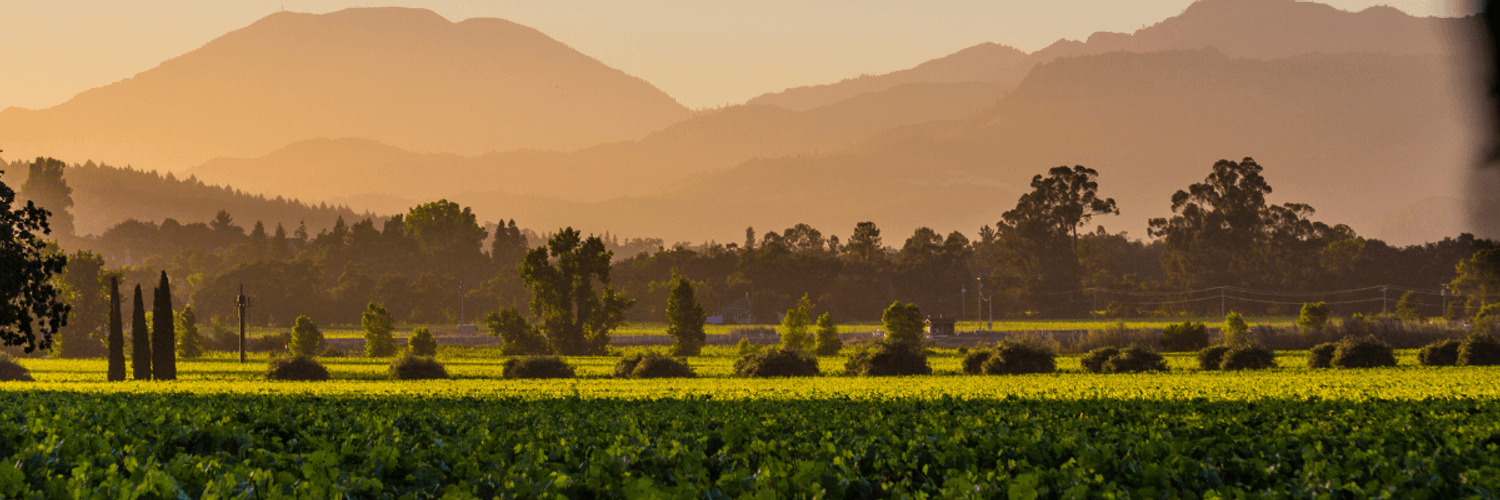 Napa Valley Wines 2026 | Wineries & Travel Guide WineTourism.com