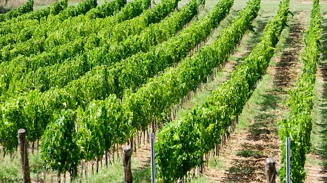 Dégustation de vins et visite à l'Azienda Agricola Ciucci
