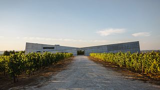 Dão & Lafões: Vineyard Tour & Terroir Tasting
