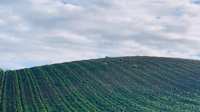 Weinprobe und Tour in der Bodega Doña Felisa