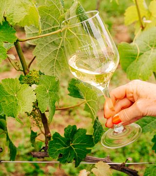 Vignoble des Trois Rois