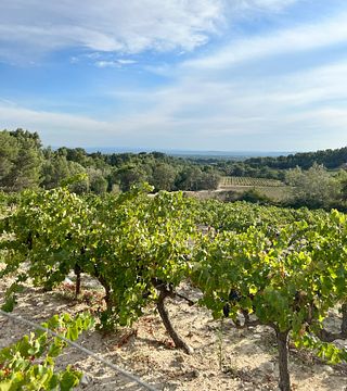 Passeio de bicicleta na vinícola Luberon