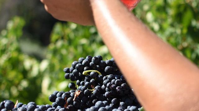 Degustazione e visita dell'Azienda