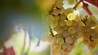 Carlevana Winery