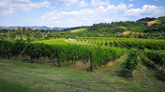 Besuch und Verkostung von Wein und regionalen Speisen im Tenuta La Riva