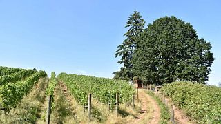 Weinprobe und Tour im Ruby Bay Vineyard