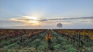 Domaine Massillan