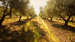 Azienda Agricola Casal De Luca Copy