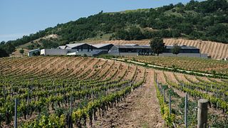 Experiência de harmonização Tinto Fino 