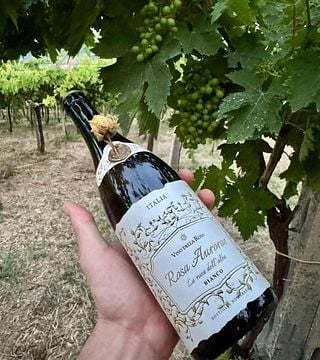 Visite du domaine et dégustation de 3 vins à la Villa della Rosa