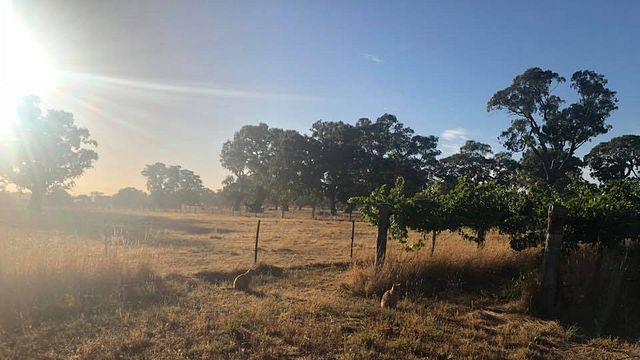 Dégustation de vins et visite des vignobles de Wando Lodge