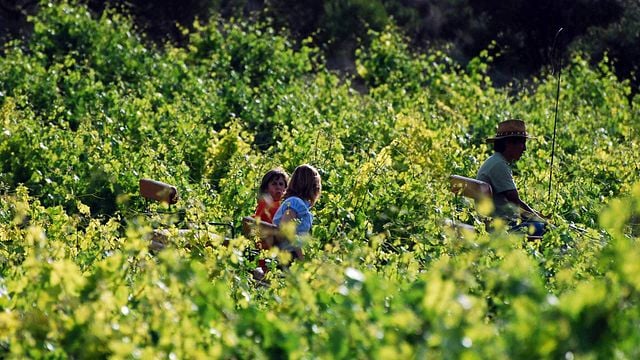 Comenge a Fondo på Bodegas Comenge