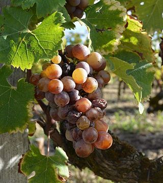 I segreti del castello di Rayne Vigneau