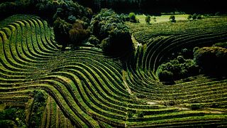 Il sogno degli amanti del vino della Stajerska Slovenia