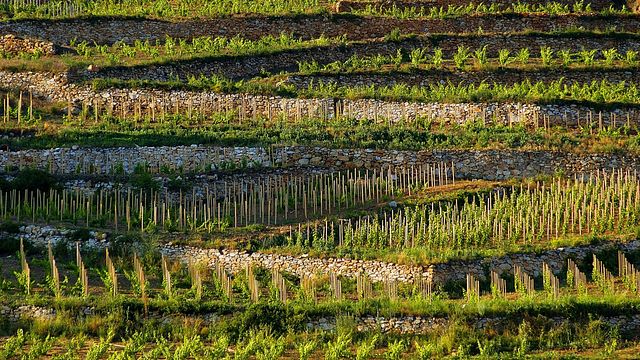 Barta Winery