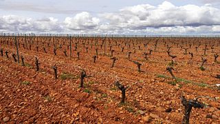 Degustazione di vini e tour a El Sueño De Las Alforjas