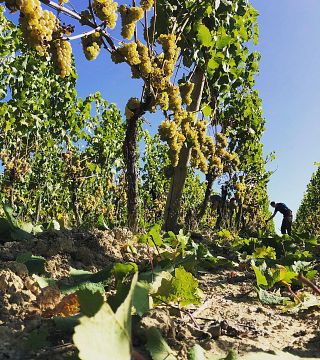 Weingut Werk2