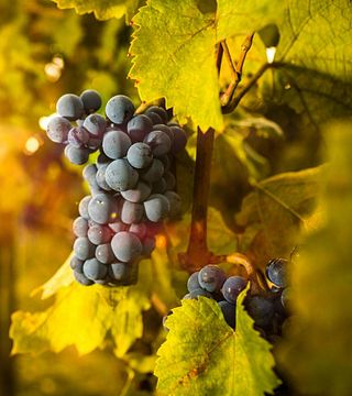 Vinprovning och rundtur på Castello Di Luzzano