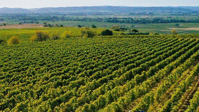Dégustation de vins classiques et visite du domaine | Château de Paraza