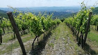 Tuscan Noble Wines: Armaiolo Grand Cru – Historic Vintages