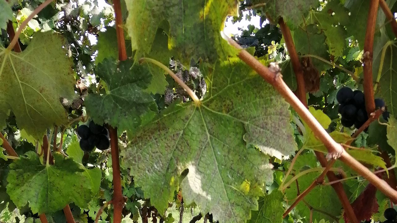 Dia do vinho nas colinas de Bolonha!