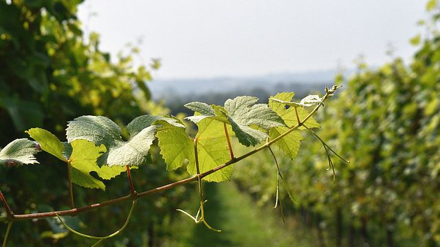 Westwell Wine Estates