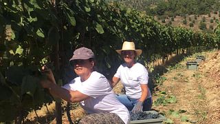 Weinprobe und Tour im Quinta Do Cume