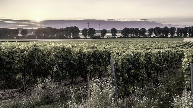 Vinprovning och rundtur på Bodegas Antonio Cañaveras