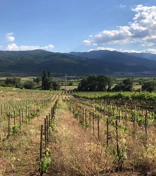 Orbelia Winery