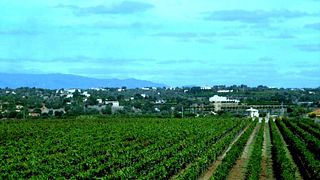 Cabrita Wines