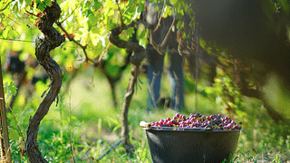 Provence Wine & Estate Tour at Domaine De La Source