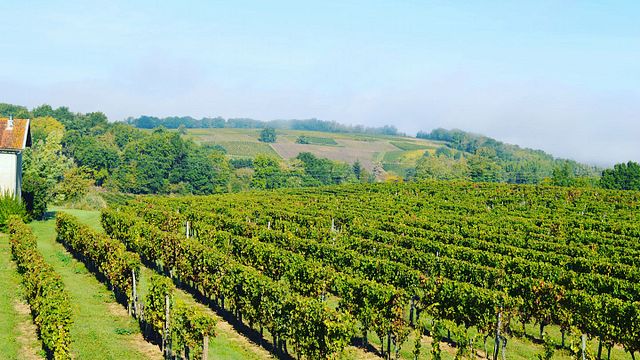 Vignobles Barreau
