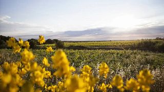 Cata de vinos y visita a Mas Alart