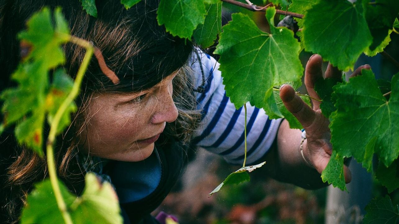 Domäne Vincendeau - Organic Wines in the Loire Valley