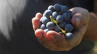 Wine Tasting in a Superior way at Mulini di Segalari società agricola s.n.c.