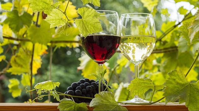 Degustazione di vini presso la tenuta vinicola Daru Dülő