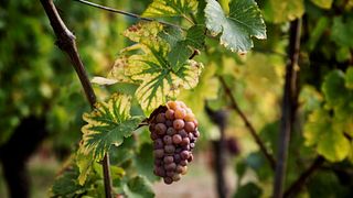 Excursão de meio dia para descobrir os vinhos da Alsácia saindo de Estrasburgo